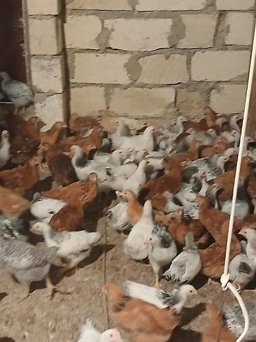 kənd cuceleri: Toyuq cücələri, Ətlik — 4