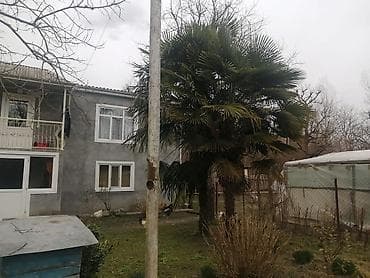 Tinglər: 2 ədəd palma ağacı satılır(birini də ala bilərsiz) Boyu 5metrdən — 3