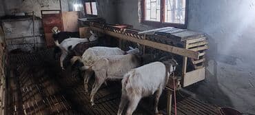 İtlər: Dişi, il: 2, Südlük — 4