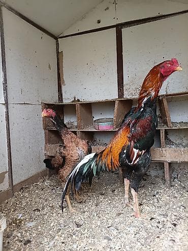 toyuq ayagi: Toyuq, Damazlıq, Ünvandan götürmə — 5