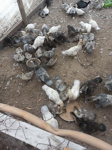 krasnodar ördəyi: Lavanda macar zümrüd bala ördəkləri satılır — 2