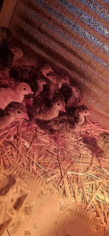 sirin it sekilleri: Hinduşka cücələri, Damazlıq — 3