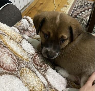 kanqal: Balaca kanqal balasıdı təmiz qandı 45 gunlukdu dermanları verılıb — 1