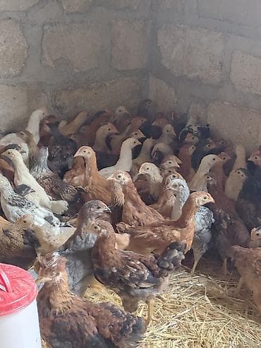 arpa bugda satisi: Toyuq cücələri, Damazlıq, Ünvandan götürmə, Ödənişli çatdırılma, Rayonlara çatdırılma — 1
