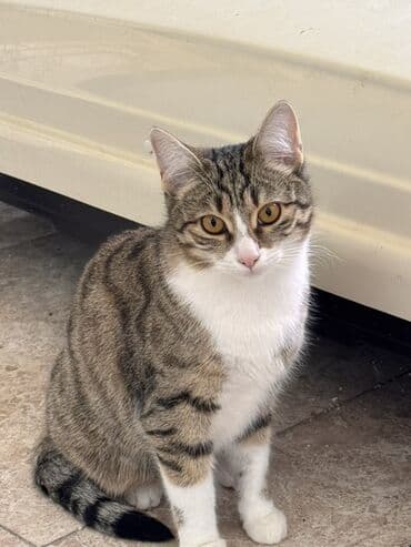 вольер для кота: Самка, В добрые руки — 1