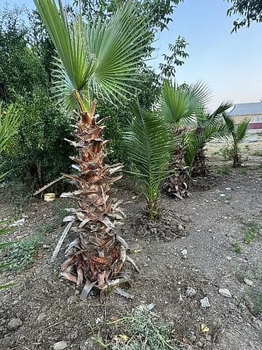 kala bitkisi: Vaşinqton Palma ağacları – 150cm 
Xurma agaclari. Her razmerde — 4
