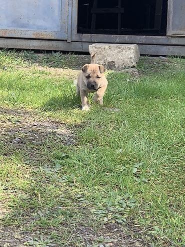 Gəmiricilər: 2 ay, Erkek — 1