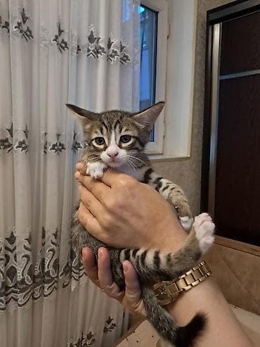 sahibləndirilmə: Tabbi, Erkək, Yaxşı əllərə — 6