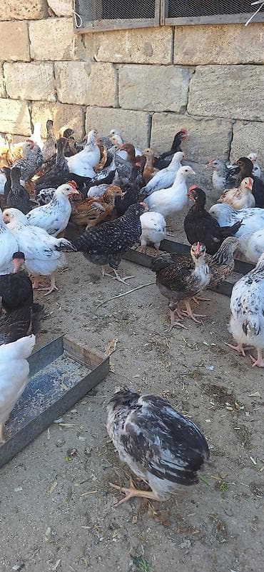 cucə yuvası: Toyuq cücələri, Damazlıq — 4
