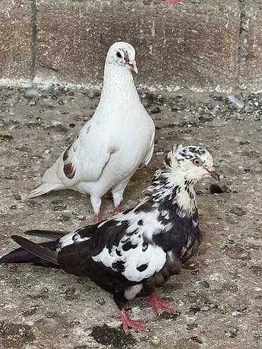 hind qusu: Məhsul: Evdə saxlanılmağa və damlıq üçün müxtəlif rəng və naxışlarda — 4