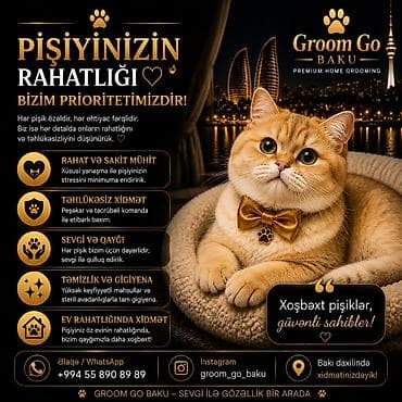 pisiy: Groom Go Baku – Premium Home Grooming (Bakı daxilində) Pişiyinizin — 6