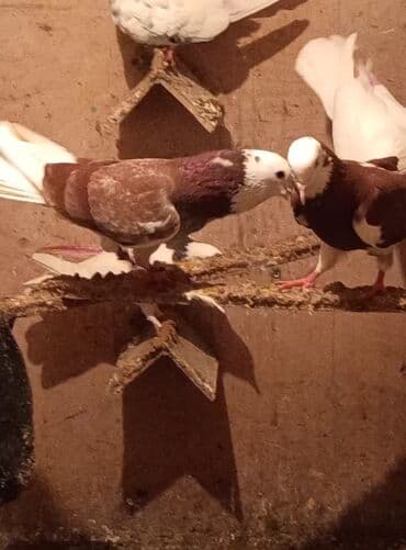 tuklu it: Temiz babayevisqi eni quyruq hundur ayaq uzun quwdardi erkey dest ag — 2