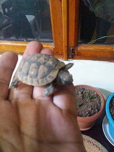 velikan dovsan satisi: Kiçik su/sahra tısbağası - Növ: Quru/sahra tipli kiçik tısbağa (yavru — 3