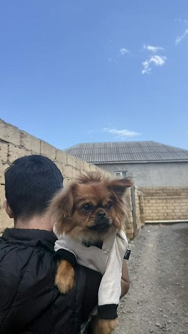 pulsuz pişik balalari 2020: Pekines, 7 ay, Erkek, Peyvəndli, Ödənişli çatdırılma — 5