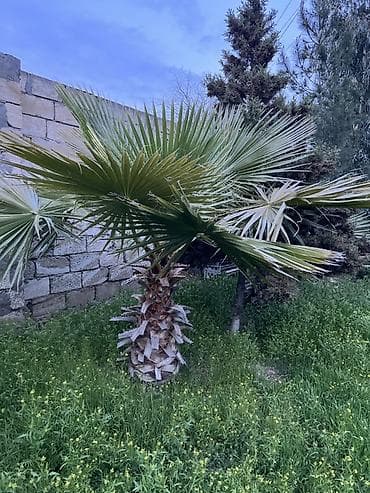 palma ağacları: Dekorativ fan xurması (Washingtonia robusta tipli) – bağ və həyətlər — 4