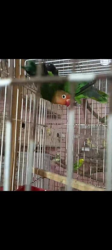 jako tutuquşusunun digər adı: Fisher satilir 5- 6 ayligdirlar yuvada artig yatirlar activdiler — 1