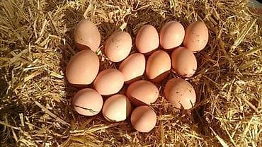 parnik azerbaycan dilinde: 🥚 GÜNLÜK TƏZƏ KƏND YUMURTASI SATILIR! 🥚 Qarağan Şıxlar kəndində — 8