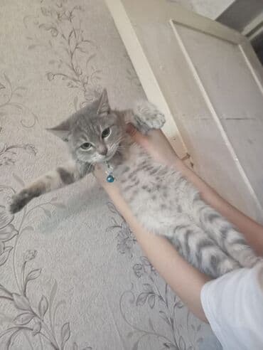 pişiklər pulsuz: Tabbi, Dişi, Yaxşı əllərə, Pulsuz çatdırılma — 3