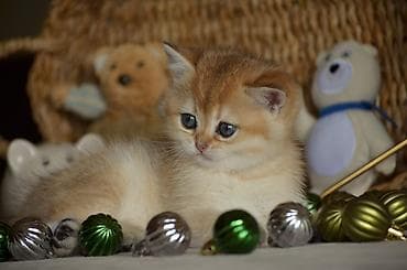 Digər heyvanlar: Qızıl şinşilla, Erkək, Dişi, Ünvandan götürmə — 1