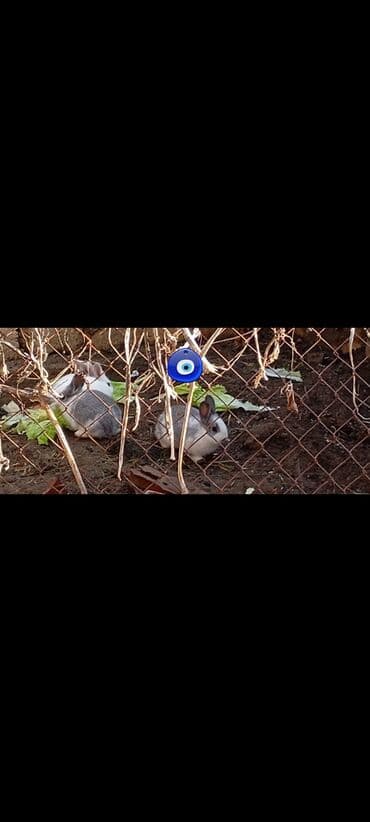 azerbaycan dili guven nesriyyati pdf yukle: Göstərilən sənəd: biologiya üzrə test sualları və mətn tapşırıqları — 3