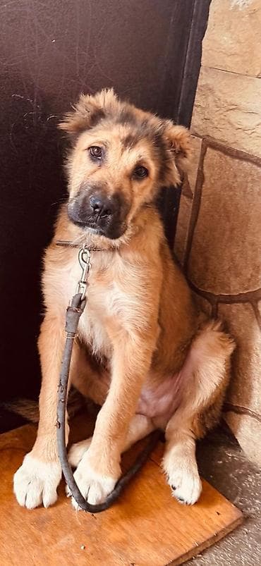 Qurdbasar, 3 ay, Erkek, Peyvəndli, Ünvandan götürmə, Pulsuz çatdırılma, Ödənişli çatdırılma