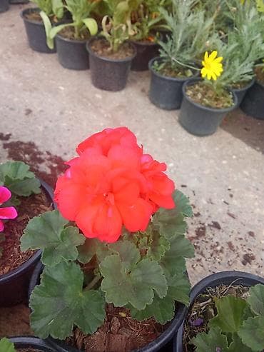 yaz fesline aid sekiller: Rəngarəng dekorativ balkon və bağ gülləri – saksıda Məhsul təsviri: - — 3