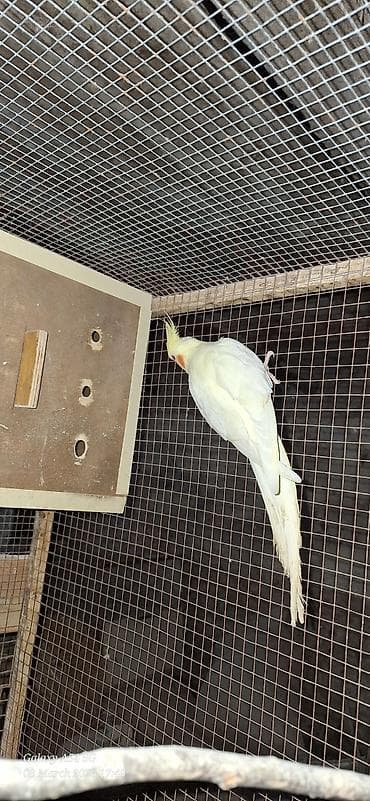 feniks quşu: Popuqoy Korella (ana qusdu) — 5