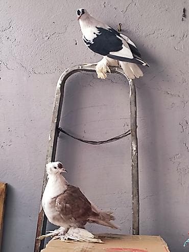 goyercin aliram: Ən ideallardan biri göyərçinlər satılır barter edilir toyuq xoruz və s — 2