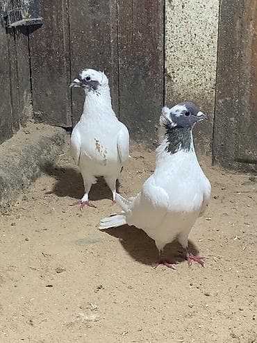 dərzi quşu: Salam bunnardan 2 si qalb satlıb qardasdar2’5 ci sekildeki qusdar qalb — 1
