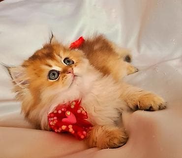 şotlan: Şotland uzun tüklü — 9