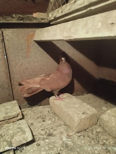 göyercin yuvasi: Qırmızi agbel maya 17tuk.qirmizi Erkey 18tuk,cüt deyillər real alıcıya — 2