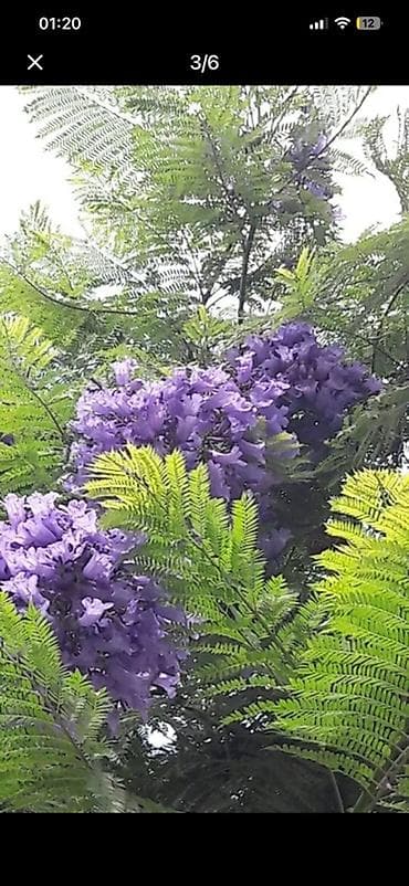 agac tingleri: Jakaranda (Jacaranda mimosifolia) tingləri satılır 🌿 Sağlam və — 1