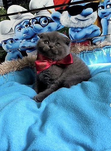 Птицы: Шотладская вислоухая — 1