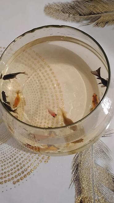 akvarium baliqlari haqqinda melumat: Oranda, Sülhsevər — 5