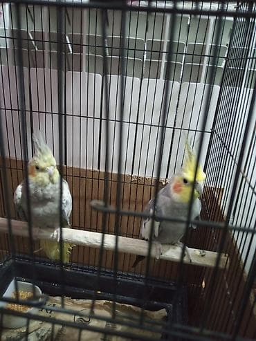 Məhsul: Nimfa papağanları (2 ədəd) Təsvir: - İki ədəd nimfa papağanı