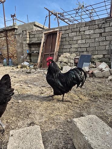 sumatra xoruz: Xoruz, il: 1 — 3