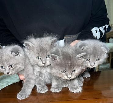 sirin pisikler: Şotland yastı qulaq, Erkək — 1