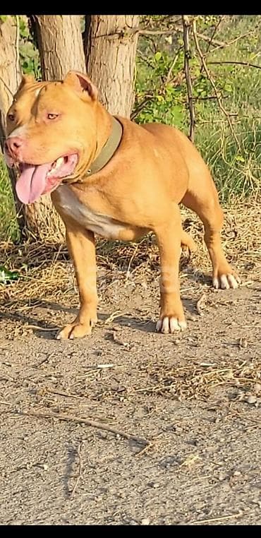 alabaý itleri: Pitbul, 2 il, Erkək, Peyvəndli — 3