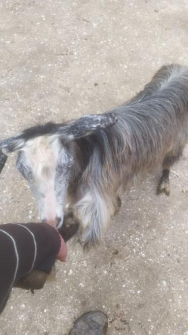 coban iti haqqinda melumat: Məhsul: Qoyun-keçi təsərrüfatı üçün keçi Xüsusiyyətlər: - Uzun və sıx — 1