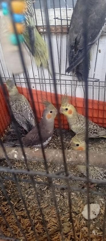 tutuquşu danışan: Tutuquşu Korella. ( Sultan ) Sarı quşlar 35 manat Boz quşlar 30 manat — 9