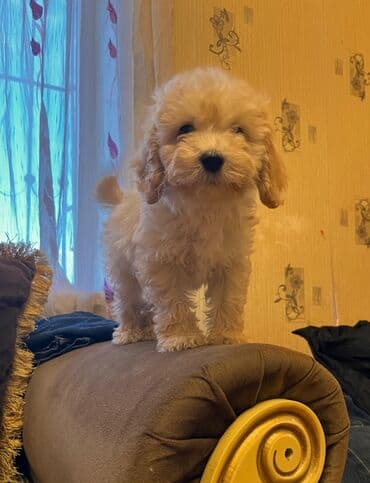 Pudel, 2 ay, Erkek, Peyvəndli, Pulsuz çatdırılma