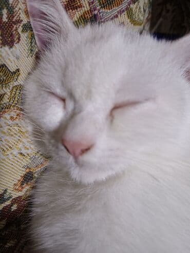 pişik ucuz: Dişi, Yaxşı əllərə, Ödənişli çatdırılma — 8