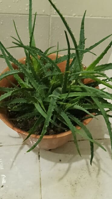 эпимедиумная паста чиро табобат мекунад: Aloe gülü.mualicevi — 2