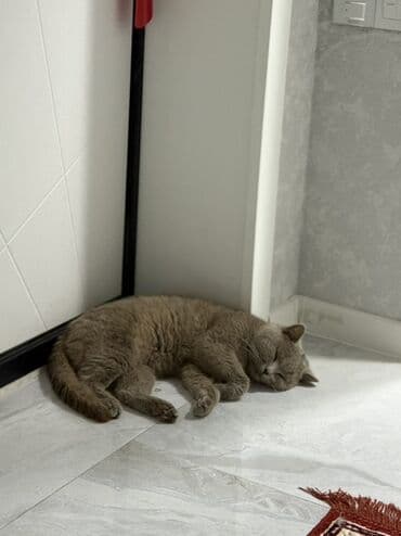 pişik erkek: Amerikan Shorthair, Erkək, Yaxşı əllərə, Ünvandan götürmə — 2