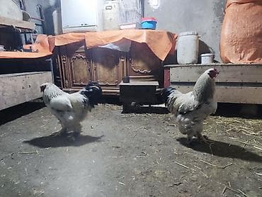 Heyvanlar: Xoruz, Brama, il: 1, Ünvandan götürmə — 5