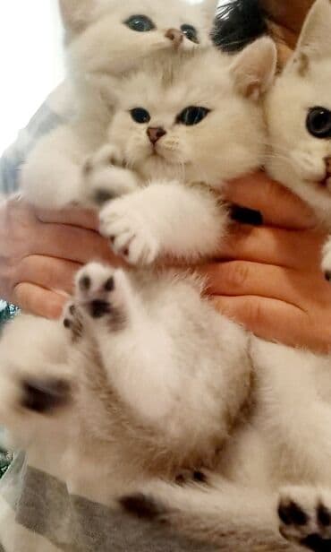 pisik cantasi: Britan, Erkək, Dişi, Yaxşı əllərə, Ünvandan götürmə — 3