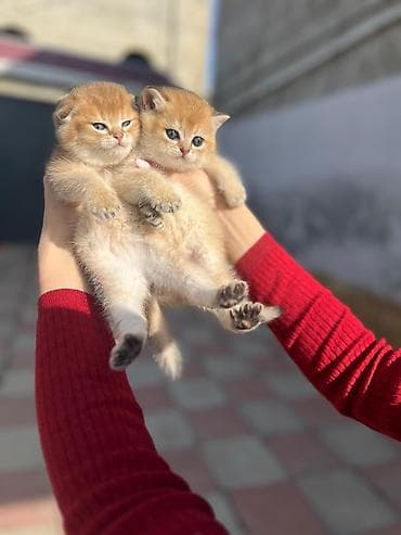 pişiy evi: 100 ile 500 arasi cins saf qan saqlam pisiklerimiz var sekilde olmayan — 4