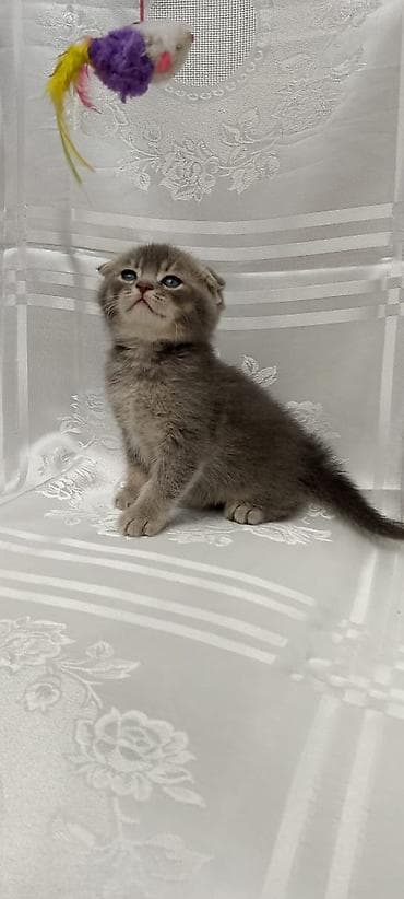 qax heyvan: Британская — 9