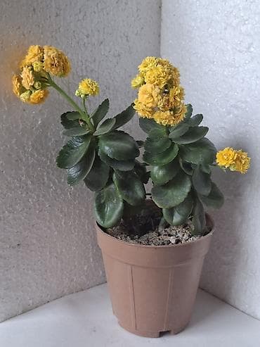 mal dili bitkisi: Kalanxoe (Kalanchoe blossfeldiana) – çoxillik, sulu gövdəli otaq — 1