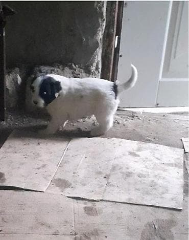 etlik cuce satisi: Qafqaz çoban iti, Dişi — 3